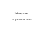 Echinoderms - Highland Local Schools