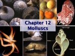 Molluscs Ch. 11