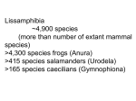 Lecture 9 Lissamphibia diversity