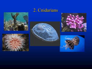 Cnidarian and Ctenophore ppt