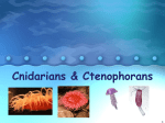 Cnidarians & Ctenophorans