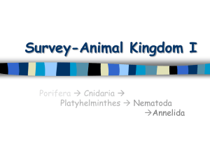 Survey of the phyla: Porifera through Annelida