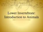 Bio11 Animals Lower Invertebrates
