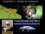 CHAPTER 13 INTRO TO ANIMALS (p. 343)