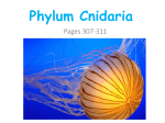 Phylum Cnidaria - Conackamack Middle School