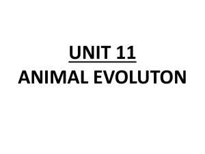 Unit 11 Animal Evolution Diagrams