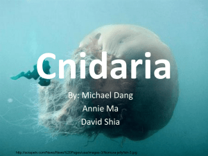 Cnidaria