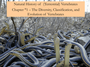 Introduction to Vertebrates
