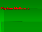 Phylum Mollusca