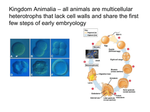 Animal Diversity