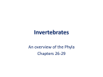 Chapters 26-29 The invertebrates