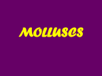 MOLLUSCS
