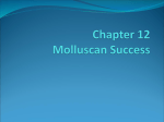 Chapter 12 Molluscan Success