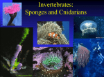 Sponge and Cnidarians