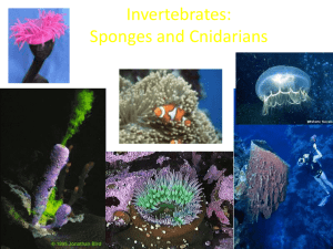 Sponge_and_Cnidarians