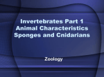 Unit 5: Animals – Sponges, Cnidarians, & Worms