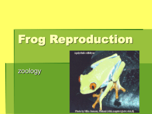 Frog Reproduction