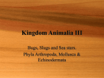 Kingdom Animalia III - Valhalla High School