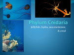 Phylum Cnidaria - Solon City Schools