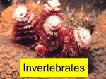 Invertebrates - Biology Junction