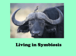 Living in Symbiosis