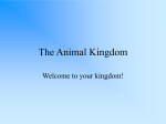 The Animal Kingdom