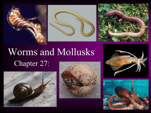 Worms and Mollusks