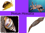 Phylum Mollusca pwrpnt