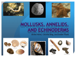 Mollusks, Annelids, and Echinoderms