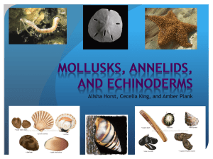 Mollusks, Annelids, and Echinoderms