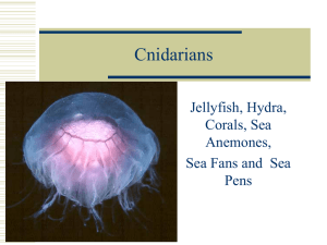 Cnidarians