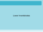Lower Invertebrates