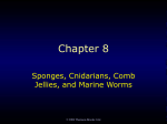 2006 Thomson-Brooks Cole Chapter 8 Sponges, Cnidarians, Comb