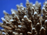 Mesozoic Marine Revolution