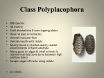 Mollusca_Day_3ppt