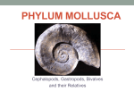 Phylum Mollusca - Loyola Blakefield