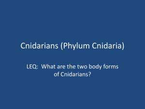 Cnidarians (Phylum Cnidaria)