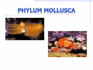 Molluscs(2011)