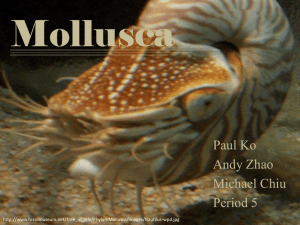 Mollusca - resources