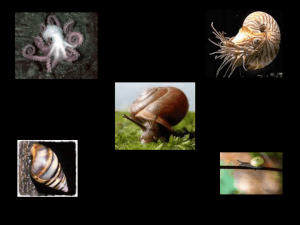 Mollusks and Segmented Worms