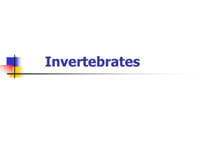 Invertebrates Notes