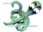 Mollusk & Segmented Worms