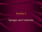 chapter 1 book 2 Sponges, Cnidarians