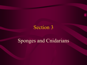 chapter 1 book 2 Sponges, Cnidarians