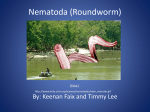 Nematoda (Roundworm)