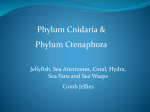 Cnidaria and ctenaphora for typepad