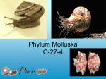 Phylum Mollusca - Cloudfront.net