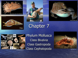 Ch. 7 Molluscs 1 - MarineBiology