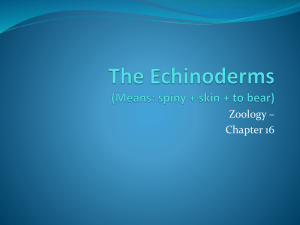The Echinoderms