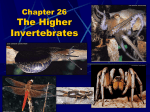 Chapter 26 Invertebrate PowerPoint Lecture Notes